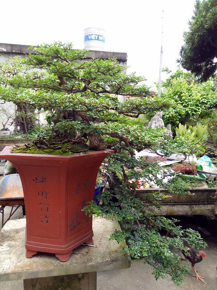 Cây[-]"cần[-]thăng”[-]có[-]giá[-]nghìn[-]đô?